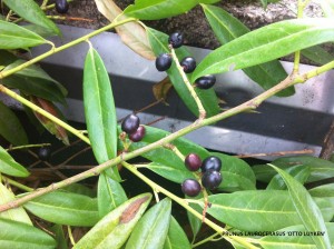 Prunus laurocerasus 'Otto Luyken'- berry